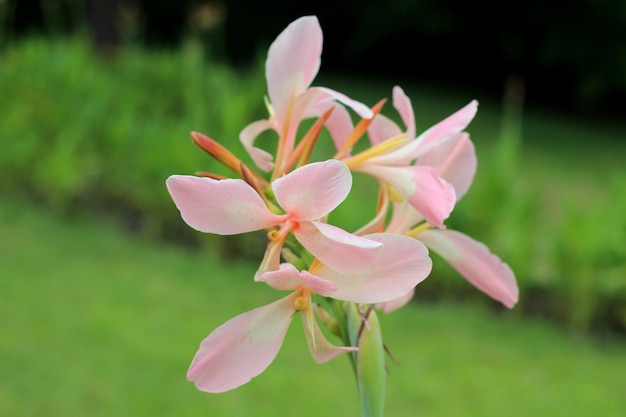 Flor de canna gigante com folhas