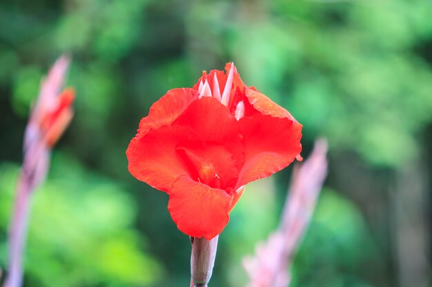 flor de canna vermelha close-up