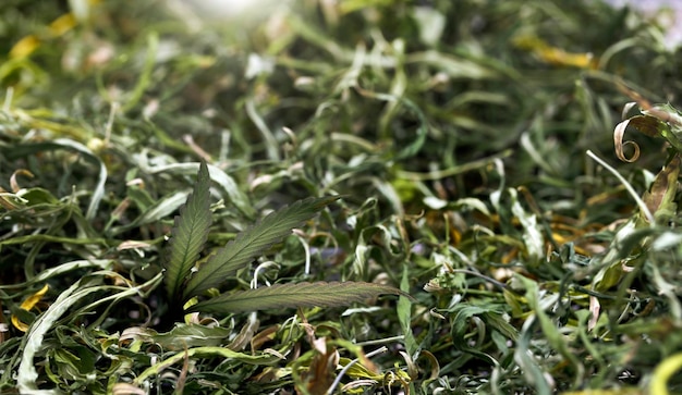 Flor de cannabis seca em branco isolado