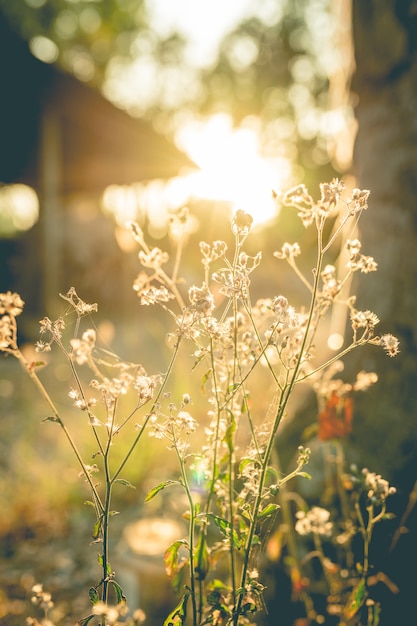 Flor de capim com fundo por do sol.