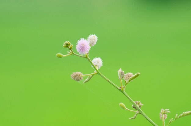 flor de capim em fundo verde