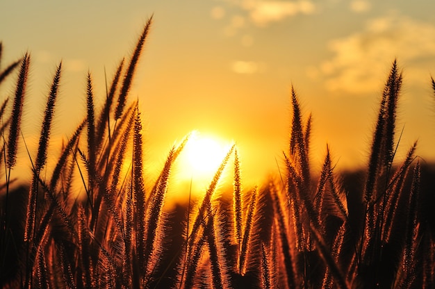 Foto flor de capim na luz dourada do pôr do sol