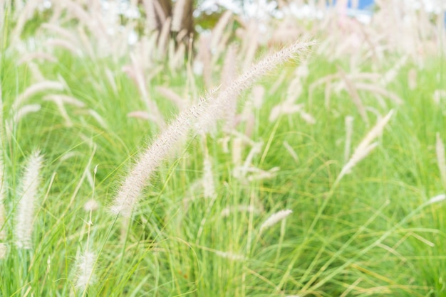 flor de capim no jardim