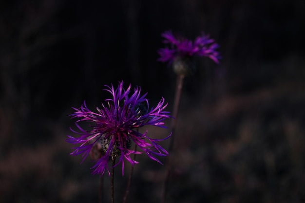 flor de cardo