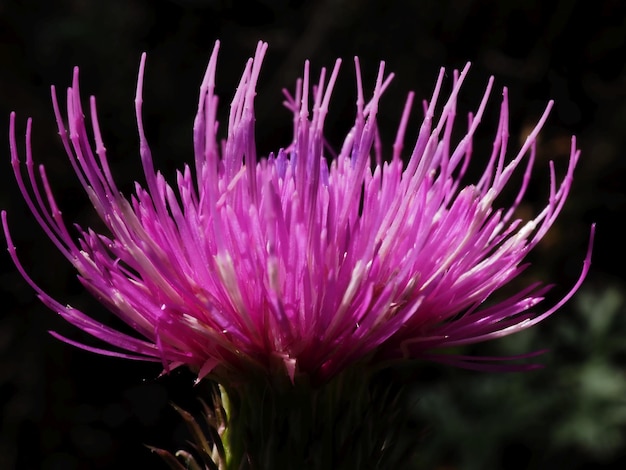 Flor de cardo