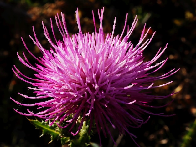 Flor de cardo