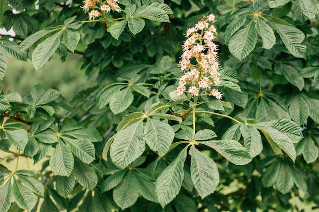 Flor de castanha da primavera entre folhas verdes grandes no espaço de cópia da árvore