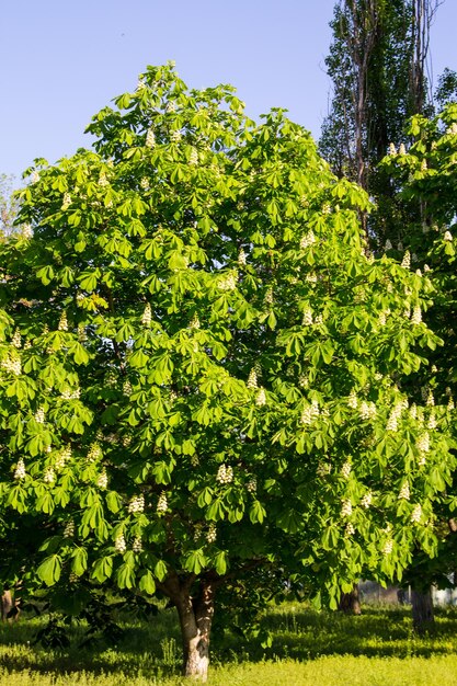 Flor de castanheiro Aesculus hippocastanum no parque