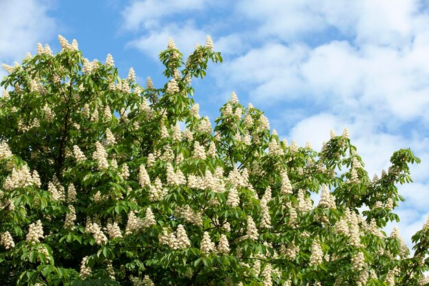 Flor de castanheiro na primavera