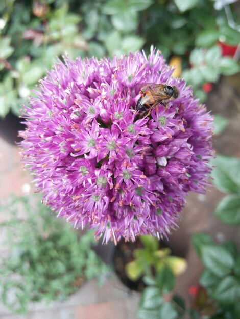 Foto flor de cebola com a vida de verão das abelhas lá fora