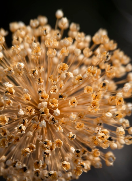 Foto flor de cebola selvagem seca allium com sementes da grécia