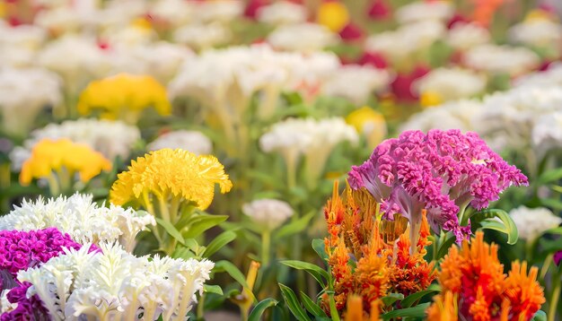 Foto flor de celósia no campo com fundo desfocado