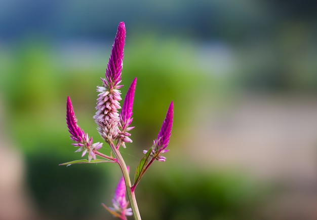 Foto flor de celosia