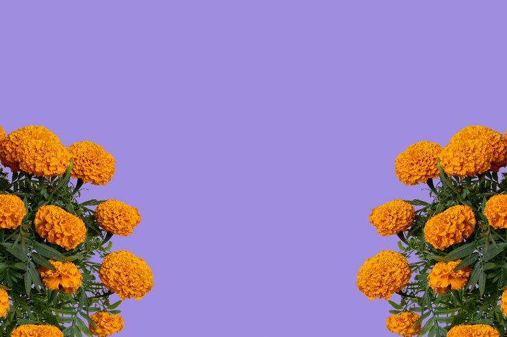 Flor de cempasuchil com espaço para texto na parte superior e fundo roxo