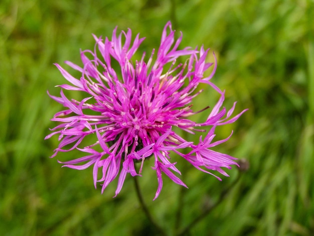 Flor de centáurea no verão