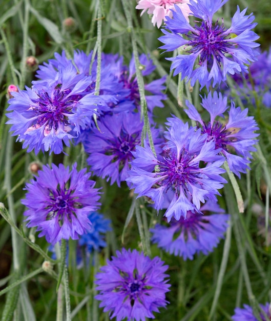 Flor de centáurea ou flor de botão de solteiro