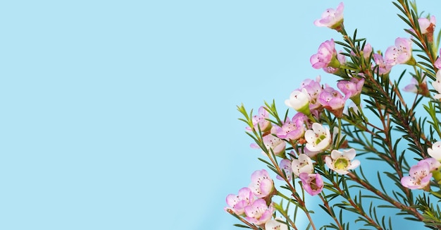 Flor de cera branca rosa sobre fundo azul