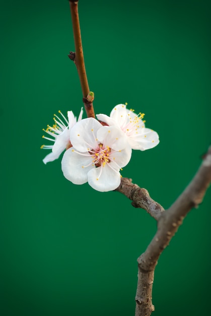 Flor de cereja de primavera isolada em verde