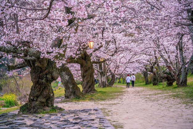 Foto flor de cereja na ponte kintaikyo, cidade de iwakuni, japão