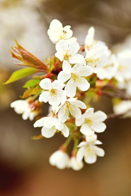 Flor de cereja na primavera