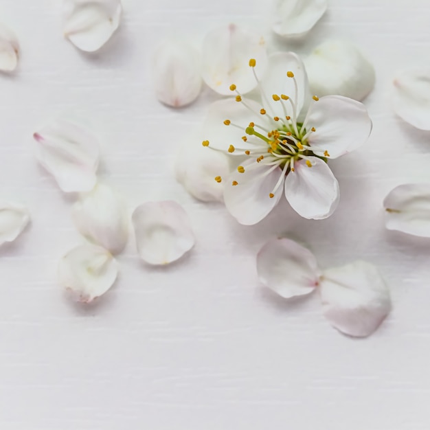 Flor de cereja ou ameixa com pétalas em fundo branco