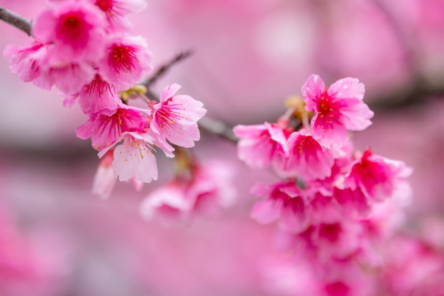 Flor de cereja rosa sobre a árvore