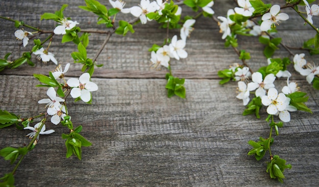 Flor de cerejas de primavera