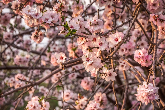 Flor de cerejeira, árvore de sakura florescendo, flores cor de rosa