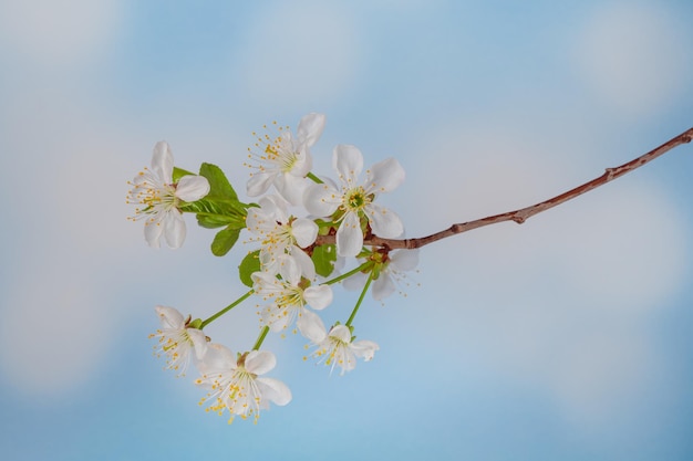 Flor de cerejeira branca de primavera