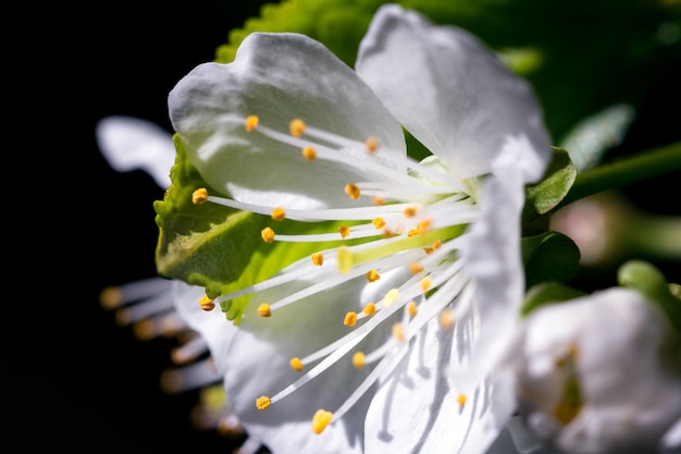 Flor de cerejeira branca em macro