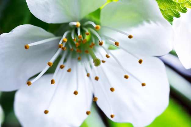 Flor de cerejeira branca em macro