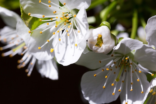 Flor de cerejeira branca