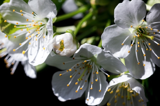 Flor de cerejeira branca