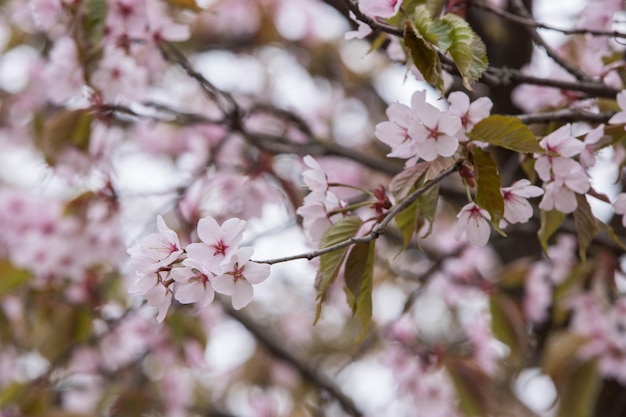 Flor de cerejeira cerejas floridas japonesas Sakura
