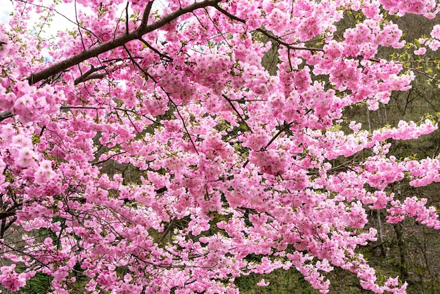 Flor de cerejeira Cheia Flor de Sakura flores cor-de-rosa na estação da primavera florescendo árvore de perto