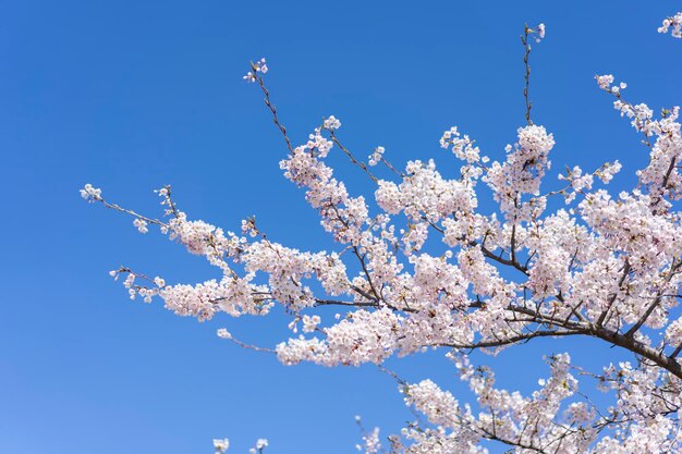 Foto flor de cerejeira contra o céu