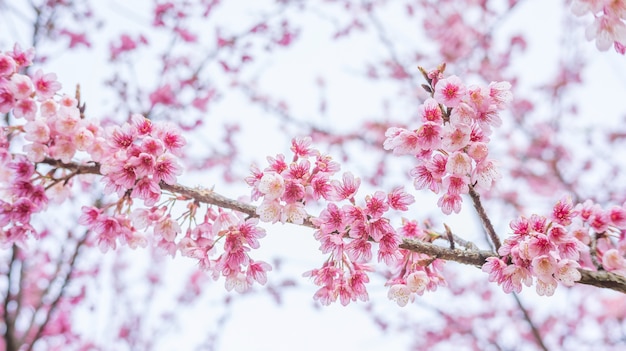 Flor de cerejeira cor-de-rosa (sakura) em um jardim.