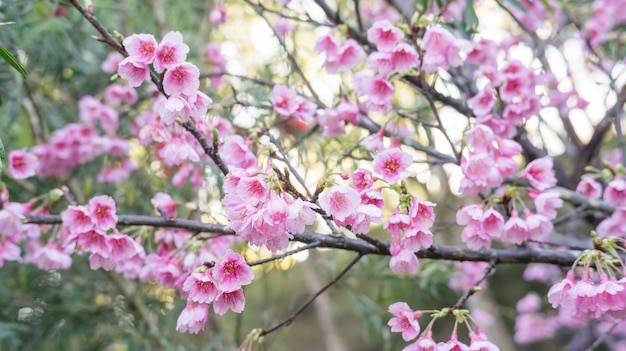 Flor de cerejeira cor-de-rosa (sakura) em um jardim.