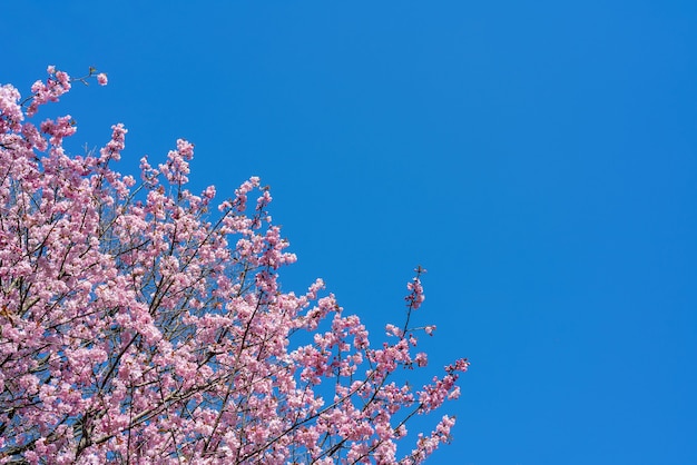 Flor de cerejeira da primavera