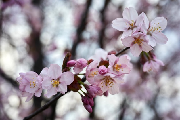 Flor de cerejeira de foco suave ou flor de sakura fecha macro