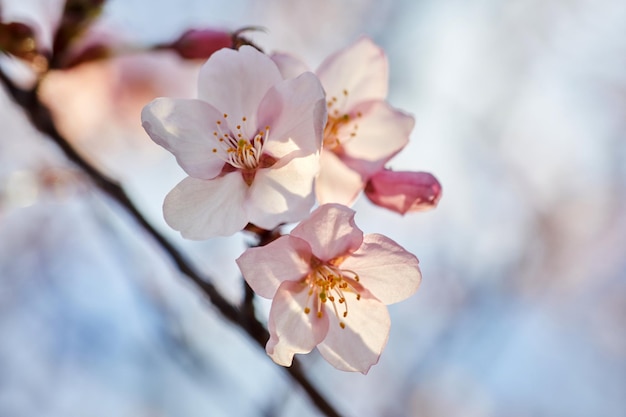 Flor de cerejeira de foco suave ou flor de sakura fecha macro