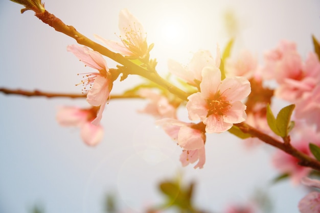 Flor de cerejeira de foco suave ou flor de Sakura no fundo da natureza. Cena da bela natureza com flor de cerejeira desabrochando e reflexo do sol. Dia de sol de Páscoa. Flores da primavera. Linda primavera