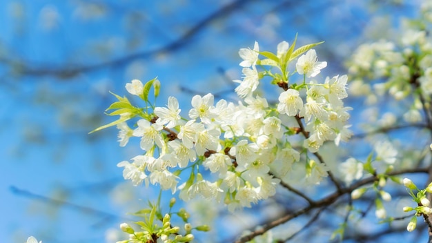 Flor de cerejeira do Himalaia selvagem branca em um jardim