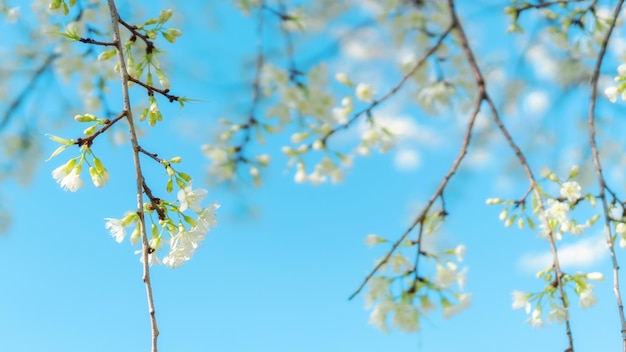 Flor de cerejeira do Himalaia selvagem branca em um jardim