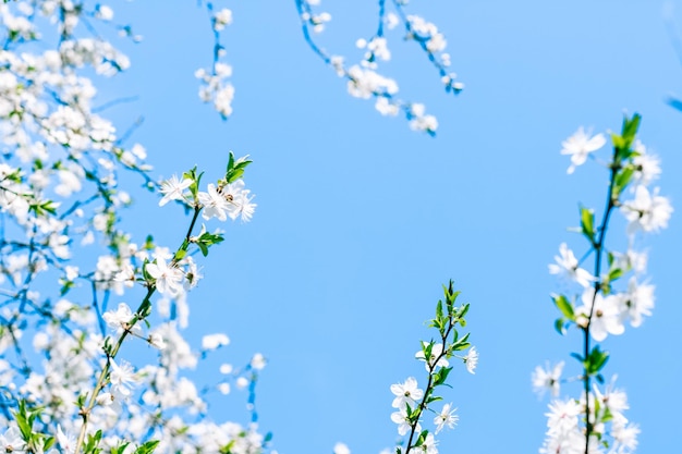 Flor de cerejeira e flores brancas do céu azul como fundo da natureza