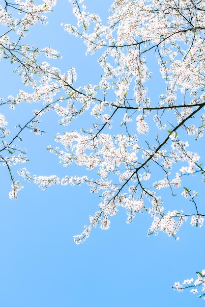 Flor de cerejeira e flores brancas do céu azul como fundo da natureza