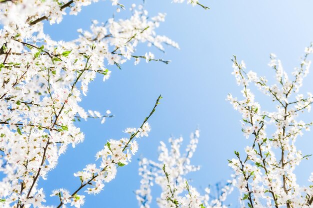 Flor de cerejeira e flores brancas do céu azul como fundo da natureza