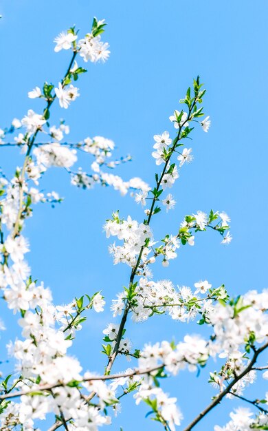 Flor de cerejeira e flores brancas do céu azul como fundo da natureza