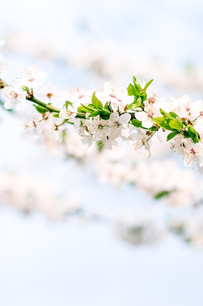 Flor de cerejeira e flores brancas do céu azul como fundo da natureza