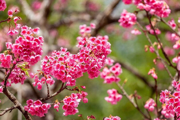 Flor de cerejeira e sakura papel de parede